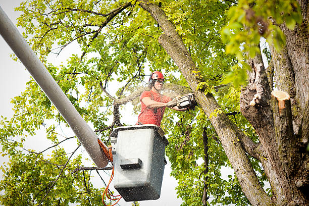 Professional Tree Services in Sheldon, IA