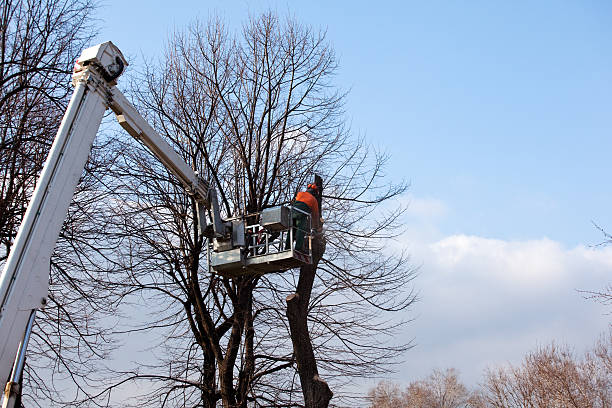 Best Storm Damage Tree Cleanup  in Sheldon, IA