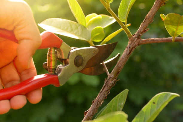 Best Leaf Removal  in Sheldon, IA